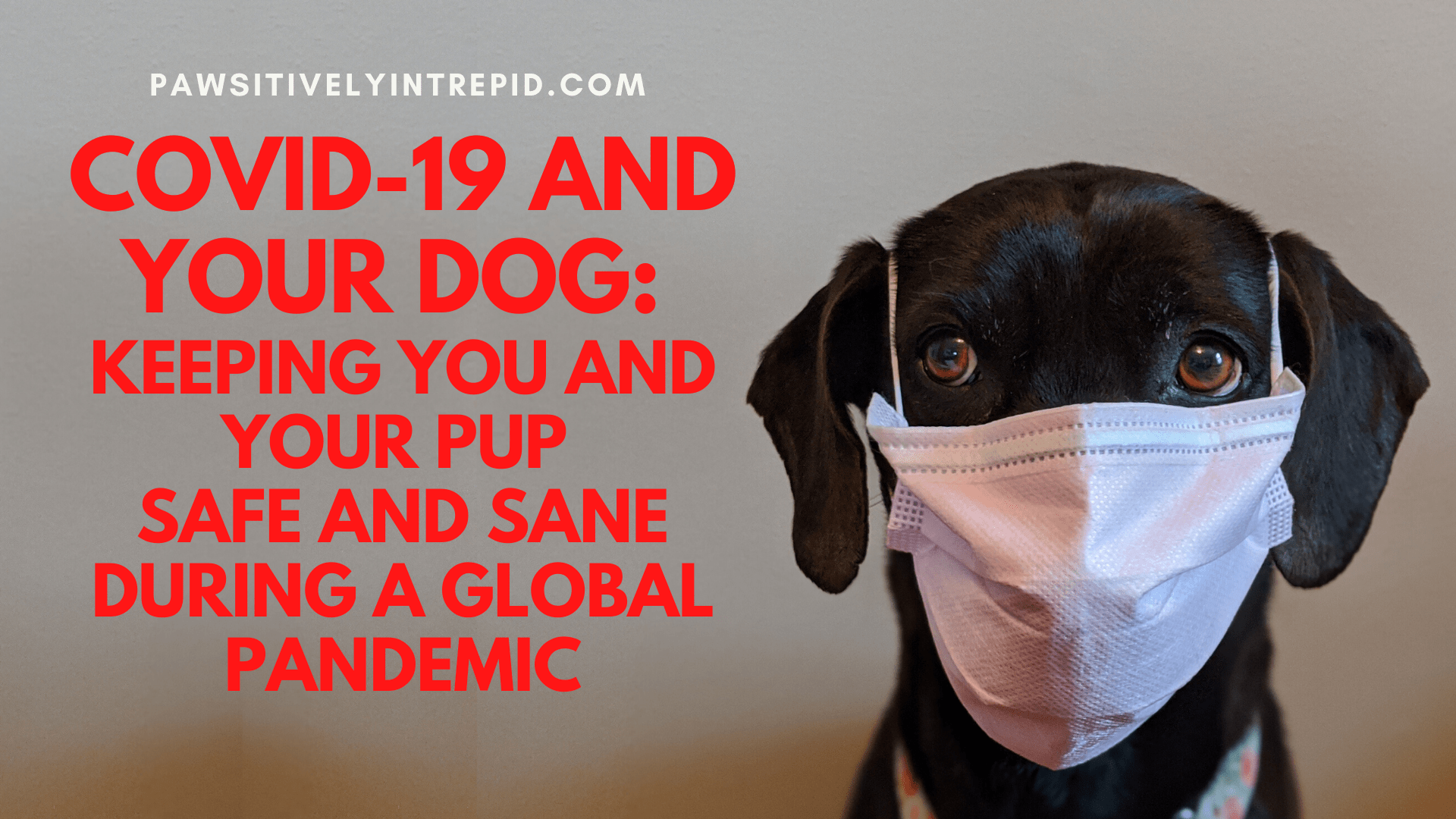 COVID-19 And Your Dog: How To Keep You And Your Pup Safe And Sane ...