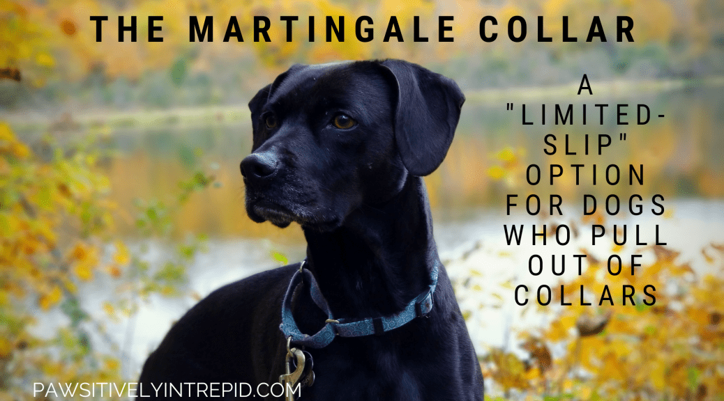 martingale collar for pulling