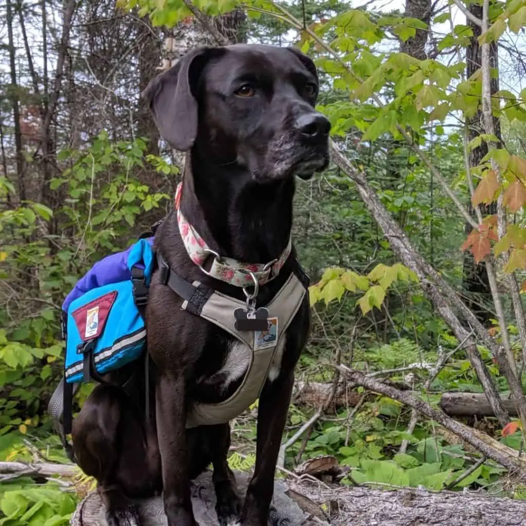 Backpacking With Dogs What To Pack And Who Carries It