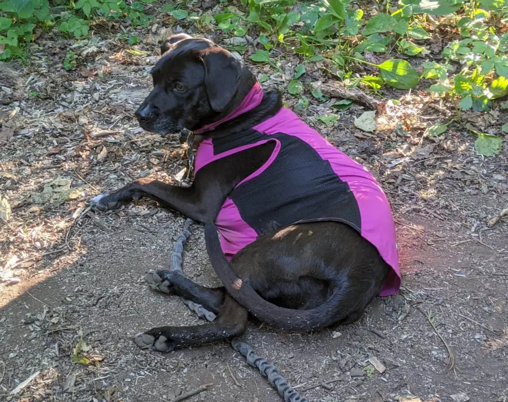 Insect Repellent Clothing for Dogs An Insect Shield Product Review