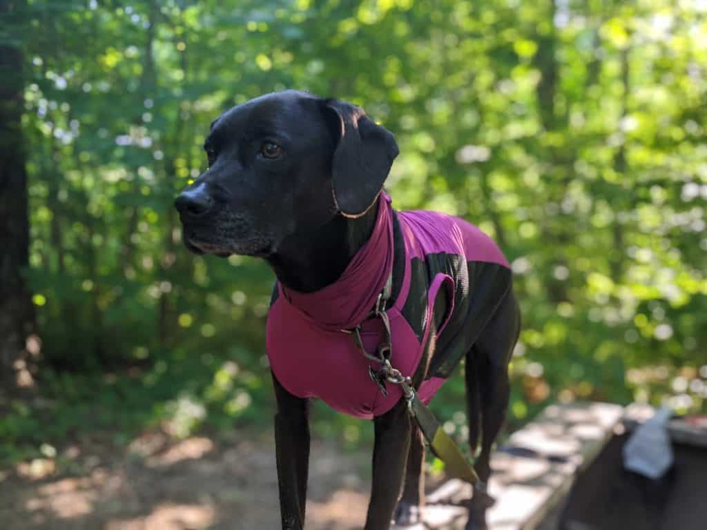 Insect Repellent Clothing for Dogs An Insect Shield Product Review