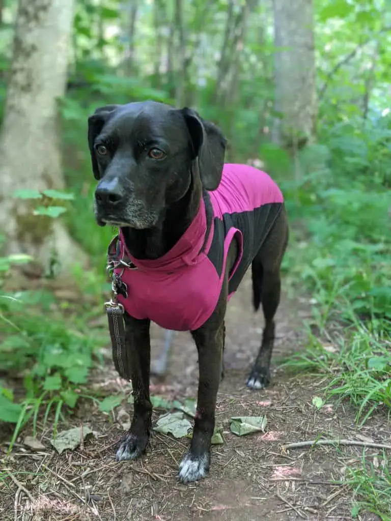 Insect Repellent Clothing for Dogs An Insect Shield Product Review