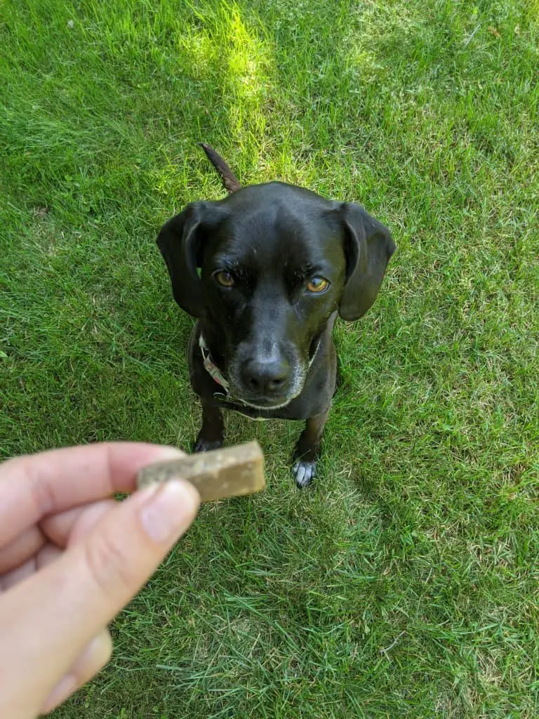 A Tasty Energy Bar for Dogs Kronch Pemmikan Dog Energy Bar Review