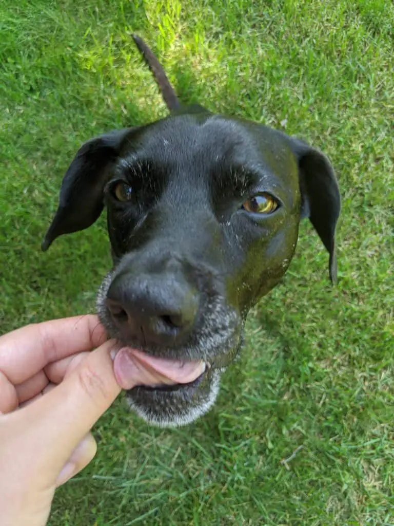 A Tasty Energy Bar for Dogs Kronch Pemmikan Dog Energy Bar Review