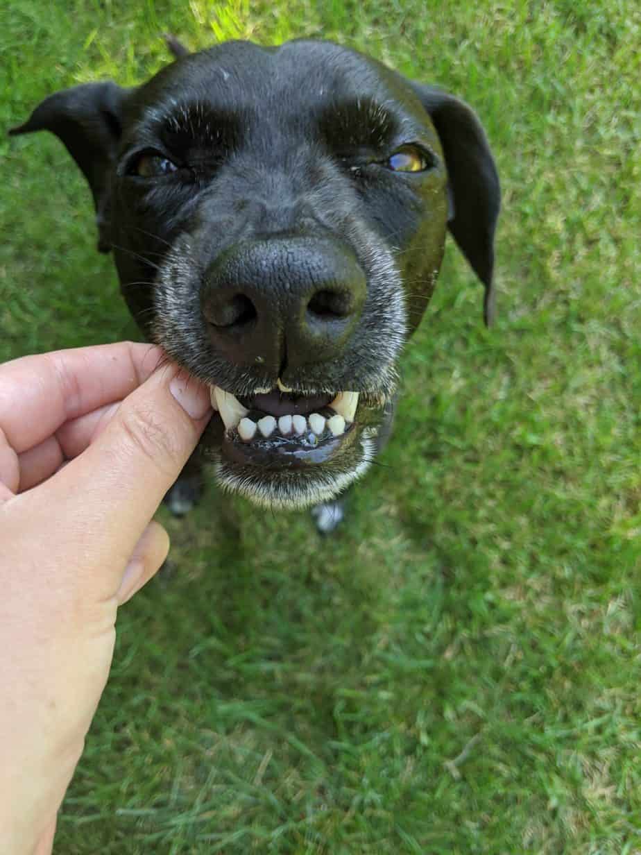 A Tasty Energy Bar for Dogs Kronch Pemmikan Dog Energy Bar Review