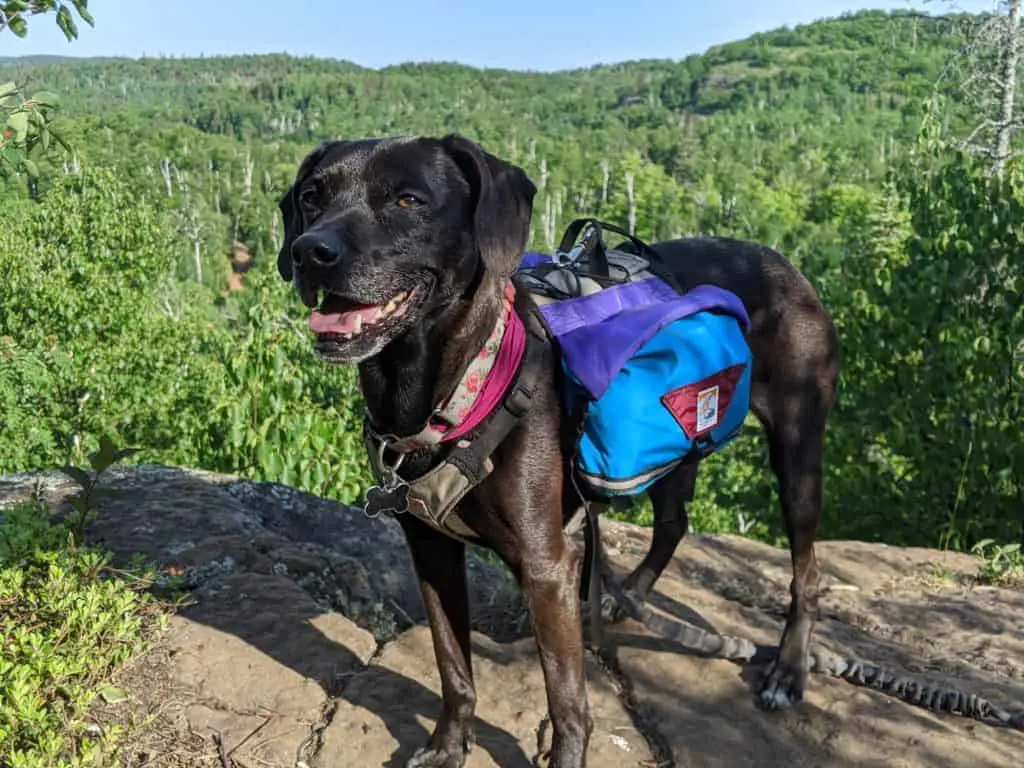 dog hiking gear