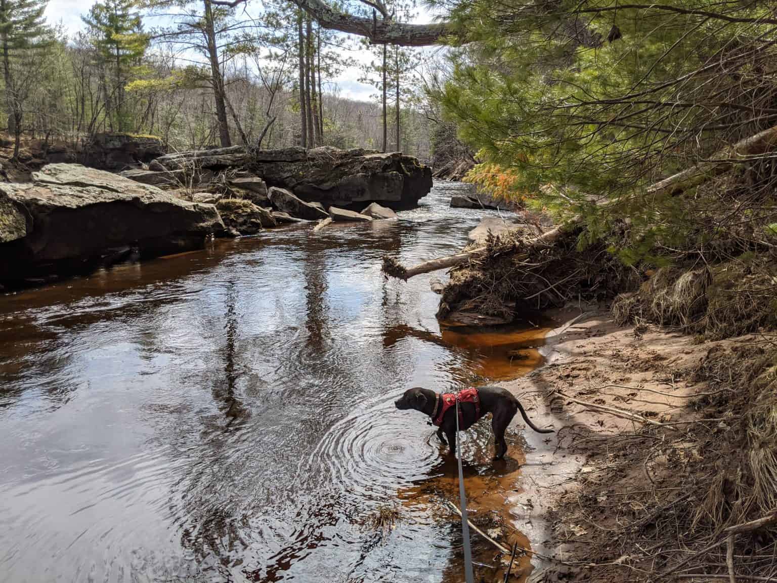 5 of the Best Dog-Friendly Hikes in Minnesota - Pawsitively Intrepid