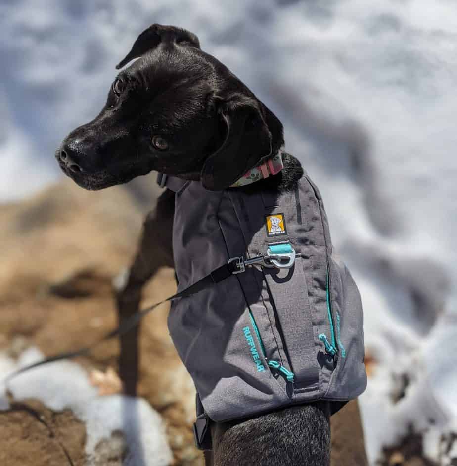 Ruffwear Switchbak Harness The Dog Harness with Pockets! Pawsitively